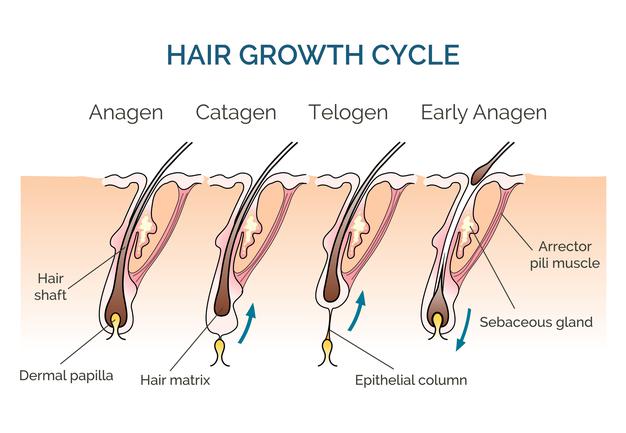 Ciclo de crecimiento del cabello